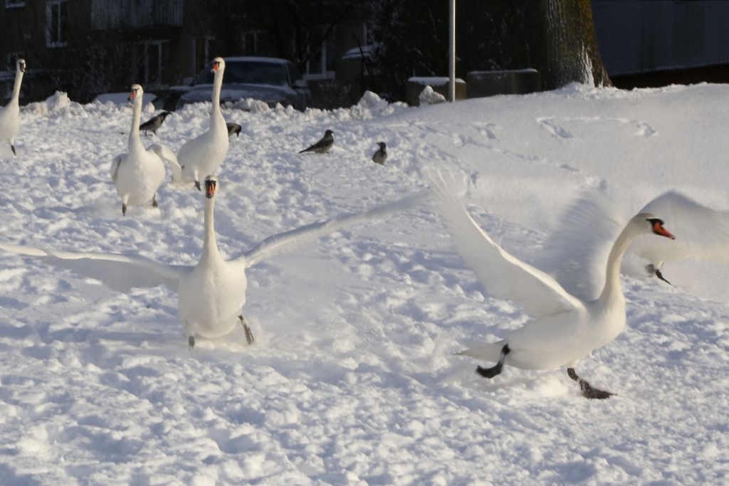 Šīs ziemas spēcīgākais sniegputenis Latvijā sāksies naktī uz trešdienu