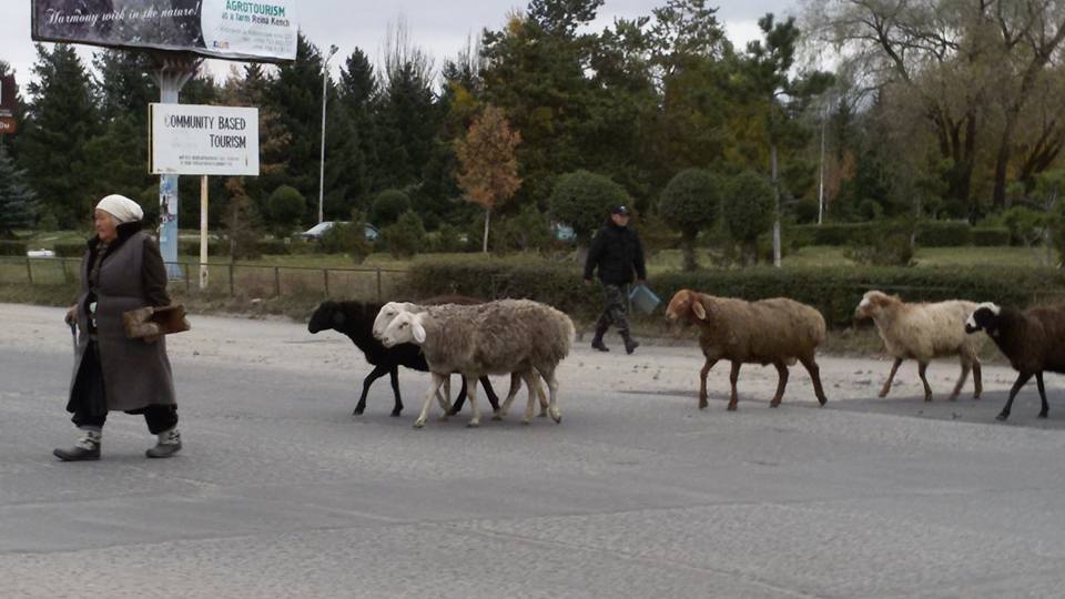 Ceļā ar stopiem — iepazīt pasauli