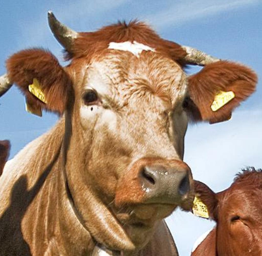 "Zemnieku saeima": Piena lopkopībā pagaidām nevar spert pārdrošus investīciju soļus
