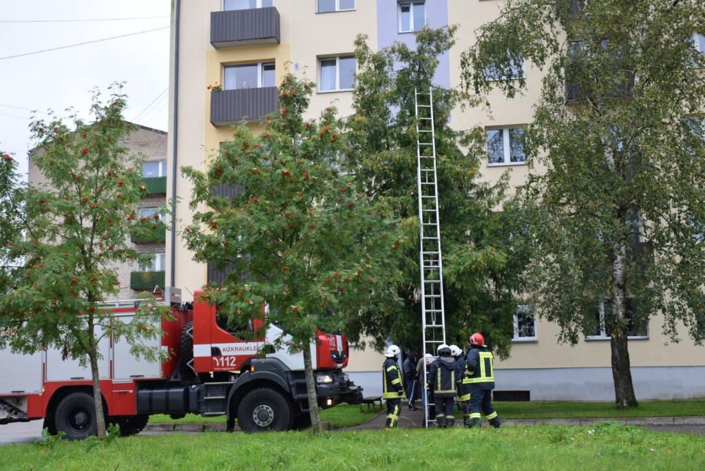 Kaķis aizlido kā lidvāvere