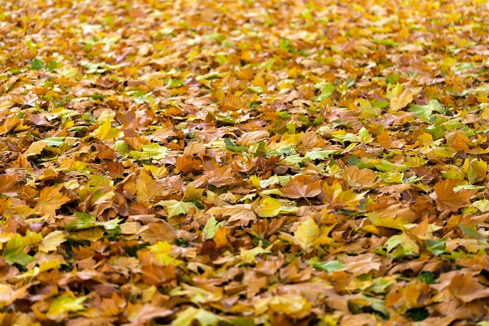 Lapu pūtēji rudens sezonai — kas par tiem jāzina?