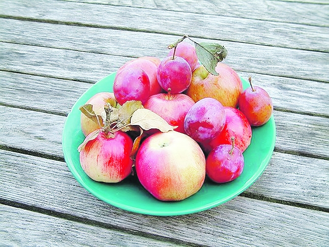 Kā tikt vaļā no augļu mušiņām?