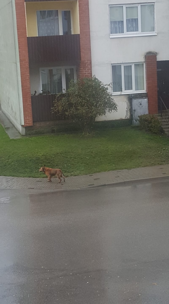 Vairāk nekā nedēļu pa Aizkraukli klīst suņuks