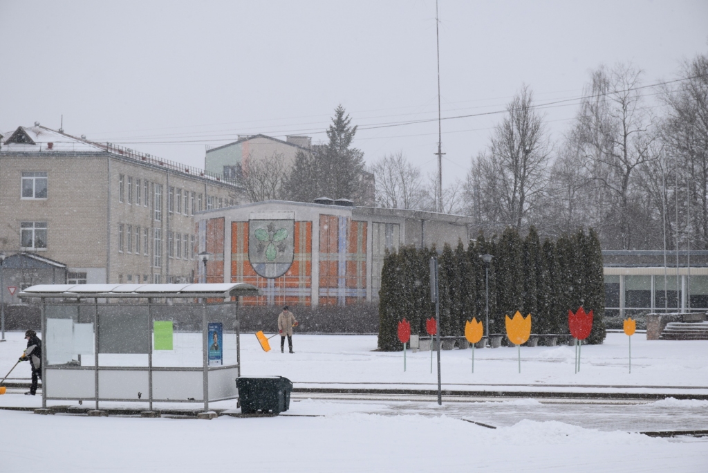 Aizkrauklē izaug tulpes sniegā