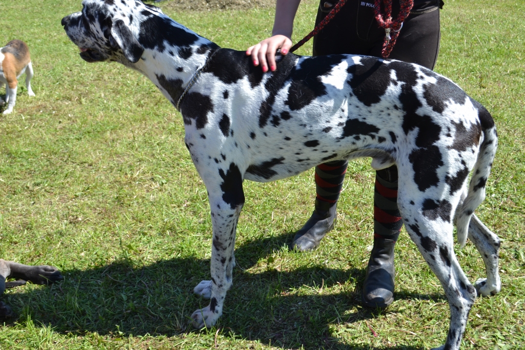 Aizkrauklē kluba “Golden Dog” piektā suņu izstāde