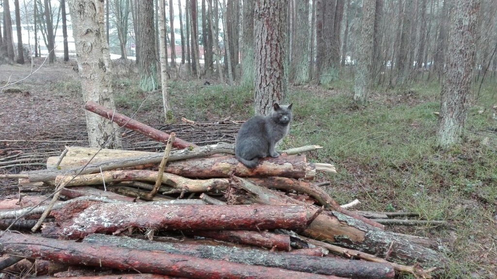 Laika ziņas
