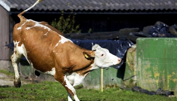 Saimniecība "Vecsiljāņi" ieguldīs 1,108 miljonus eiro piena liellopu novietnē