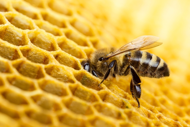 Neretas novada Pilskalnē sadeg 40 bišu saimes