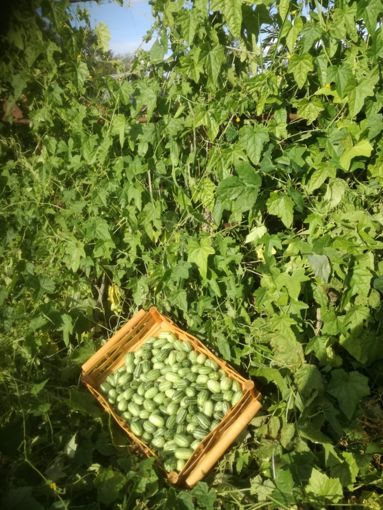 Lieliska uzkoda — peļu arbūziņi