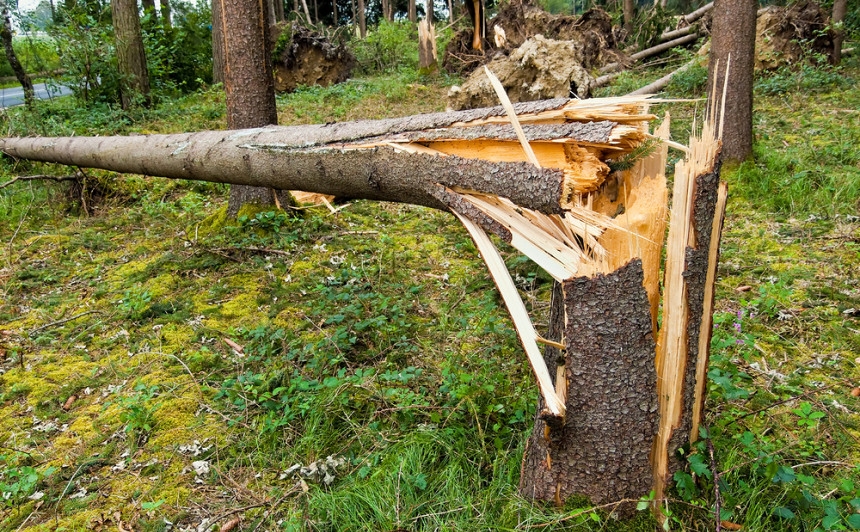 Ugunsdzēsēji glābēji no ceļa novāc vēja gāztos kokus