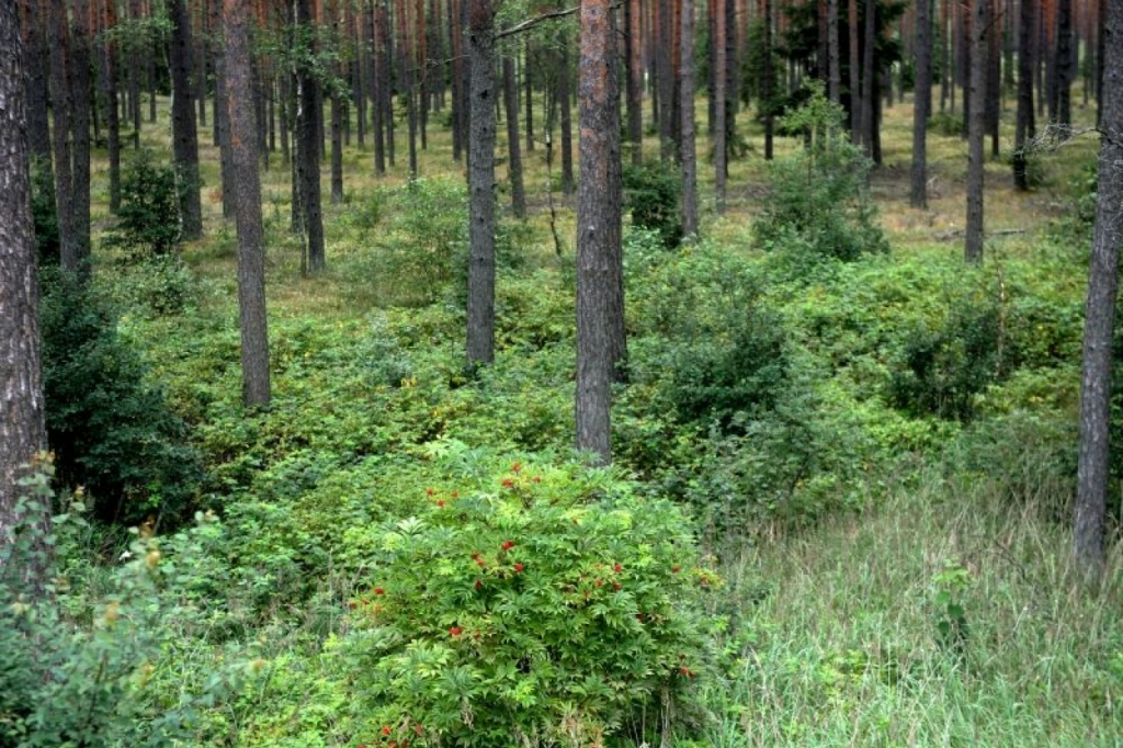 Apmaldījušos sēņotāju no meža iznes ar nestuvēm