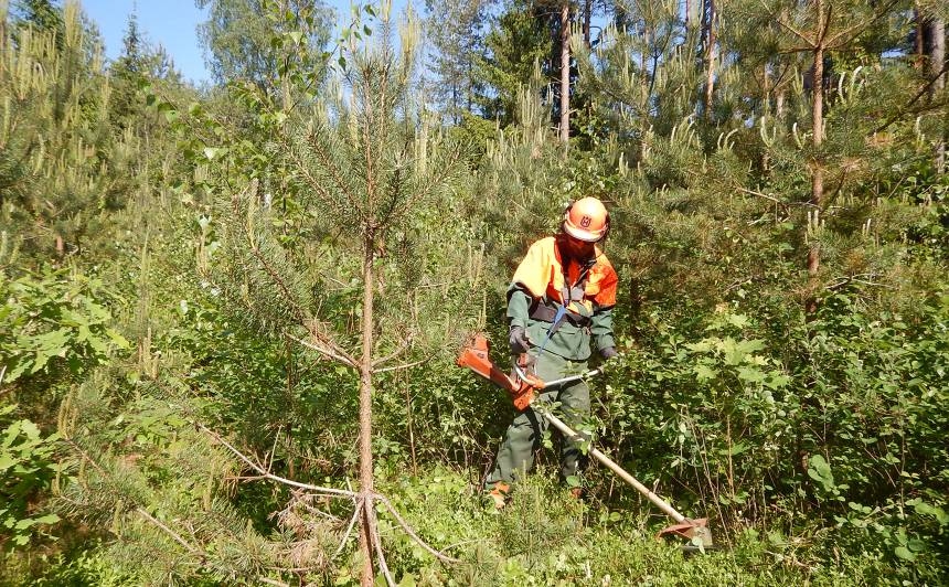 Mežkopja padomi, kā nepieļaut, ka mežs zaudē vērtību