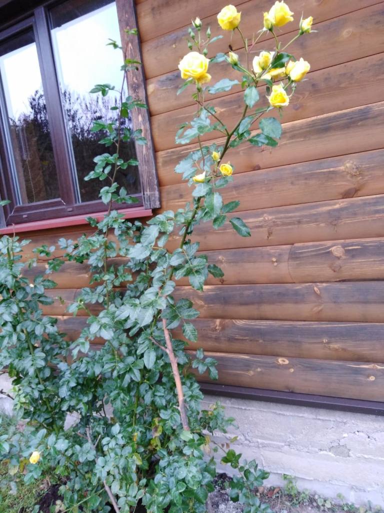 Roze kalendārā neskatās