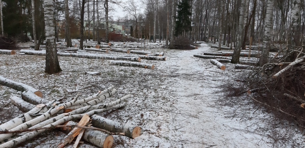 Parkā pie pirmsskolas izglītības iestādes “Zīlīte”nevienu koku nenozāģē tāpat vien