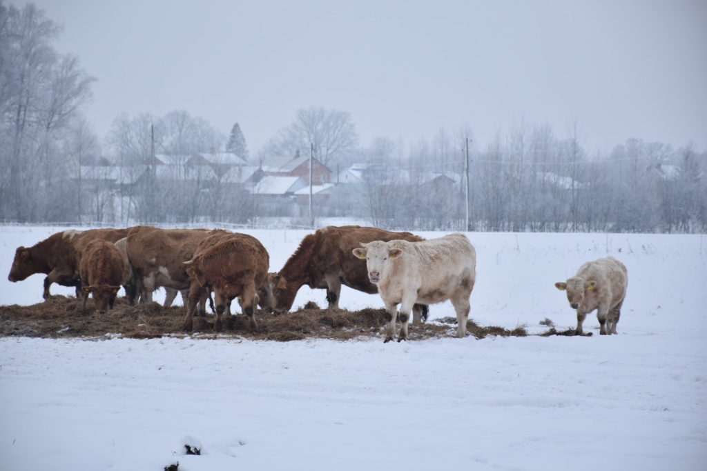 Rezultāts — izauklēts jaunais zemnieks