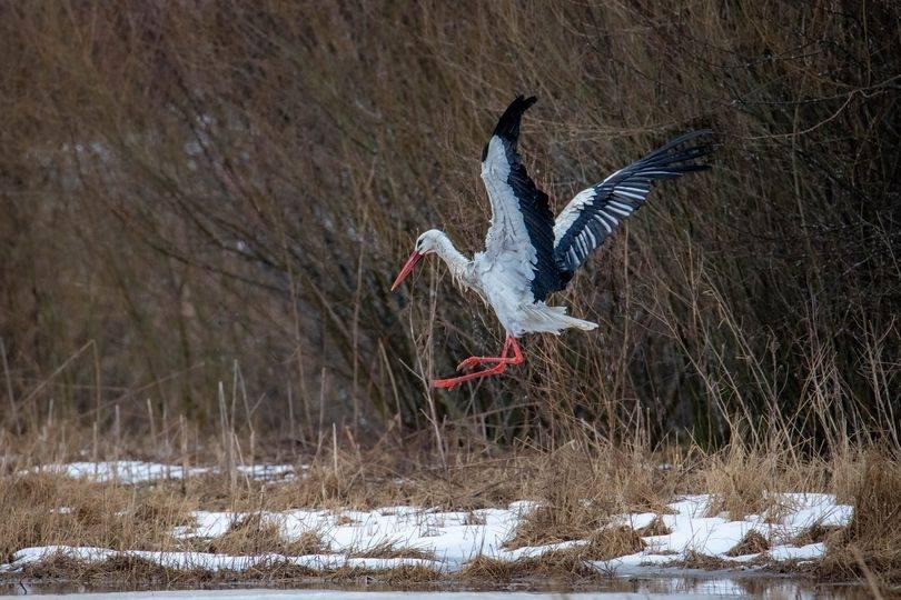 Skrīveru novadā 13. martā redzēts pirmais baltais stārķis