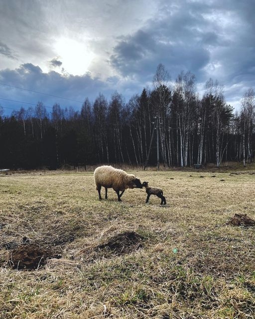 Pavasaris sākas ar jēriem
