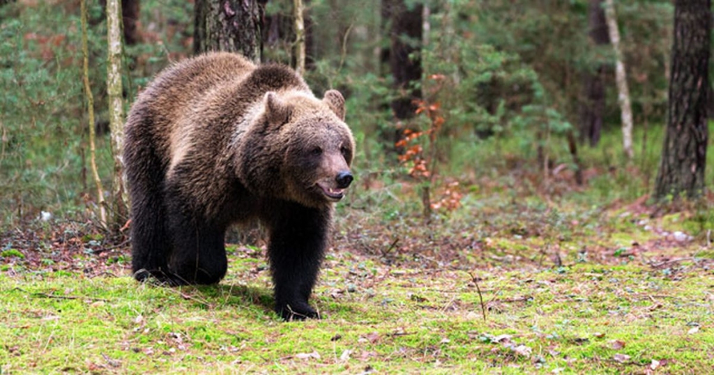 Sēlijā Bebrenes pagastā nofilmēts skrienošs brūnais lācis ( VIDEO)