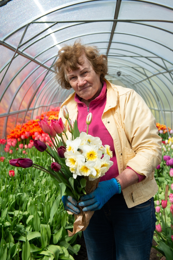 Tulpes krāsojas savā pilnbriedā