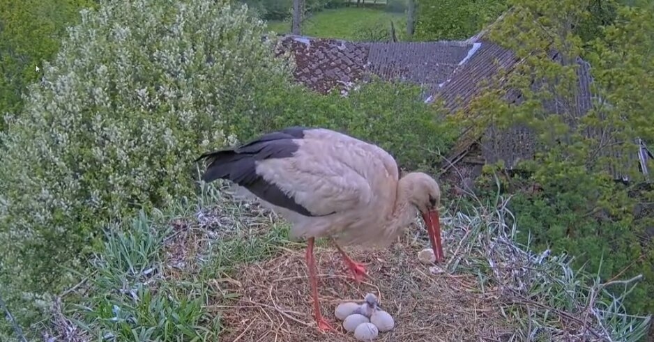 Video: tiešraidē redzamie baltie stārķi Fāze un Volts sagaida pirmo cālēnu