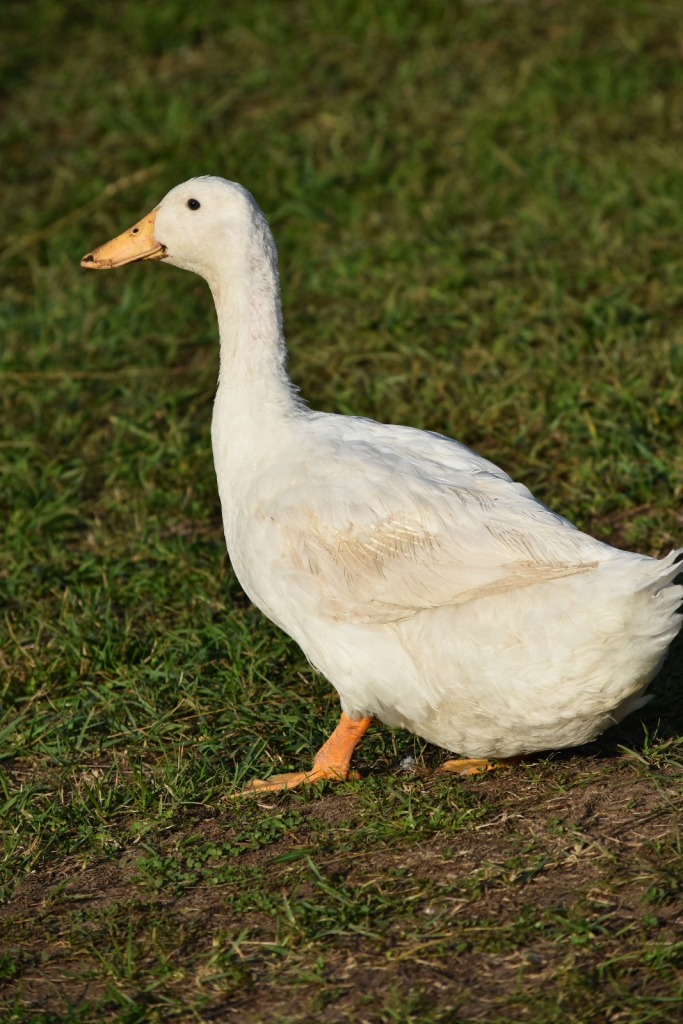 Laika ziņas