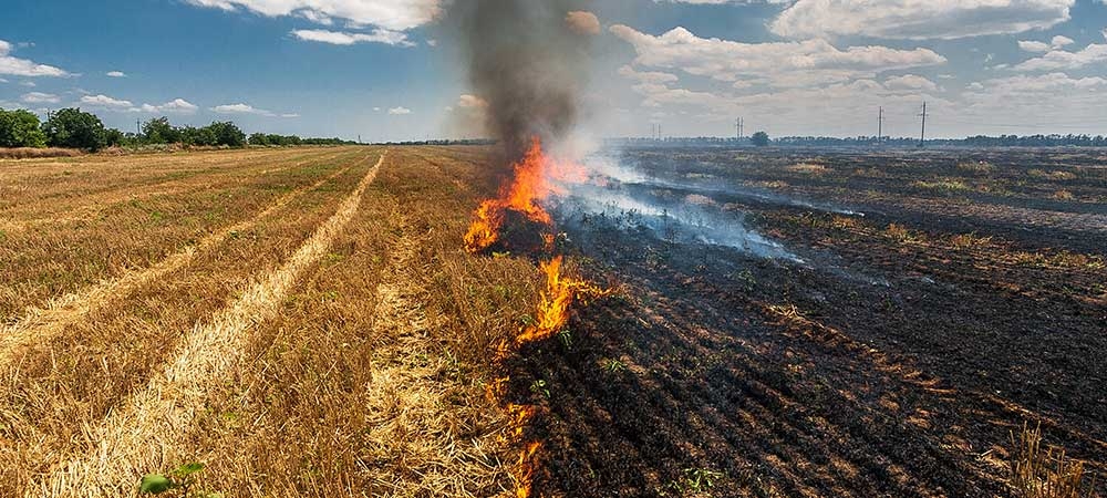 Staburaga pagastā aizdegas rugāji, Skrīveros —  meža zemsedze