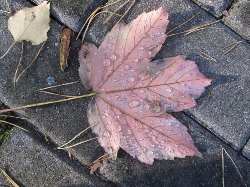 Kāds laiks būs novembrī?