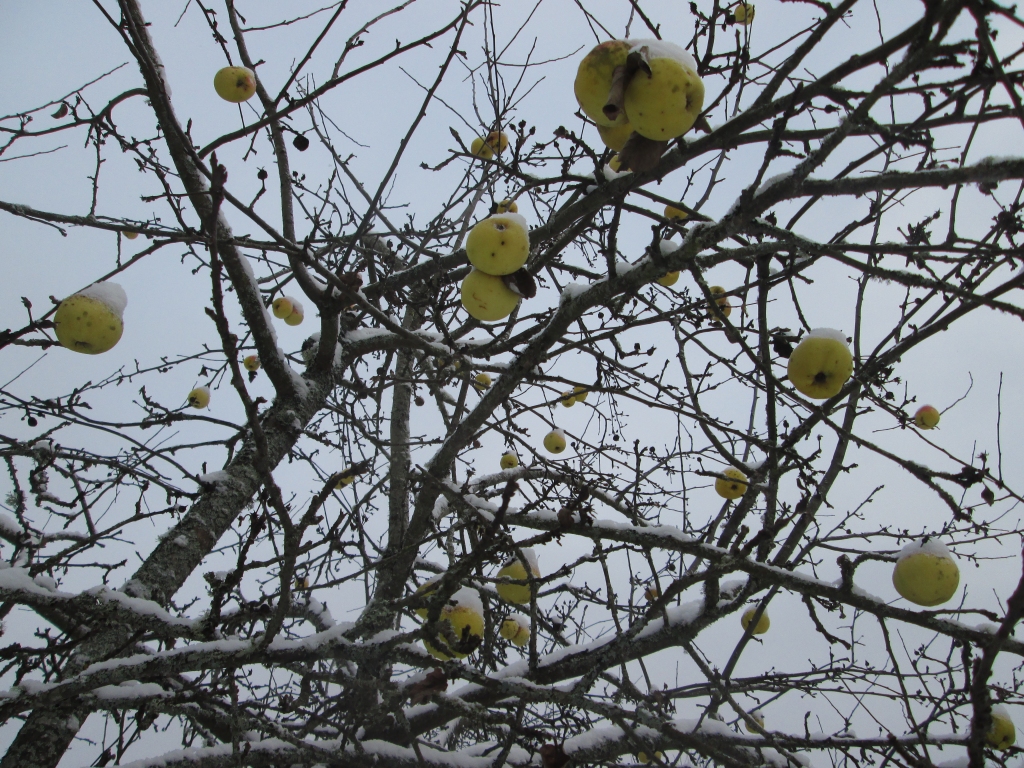 Kāds laiks būs decembrī?